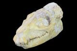 Fossil Oreodont (Merycoidodon) Skull - Wyoming #134358-7